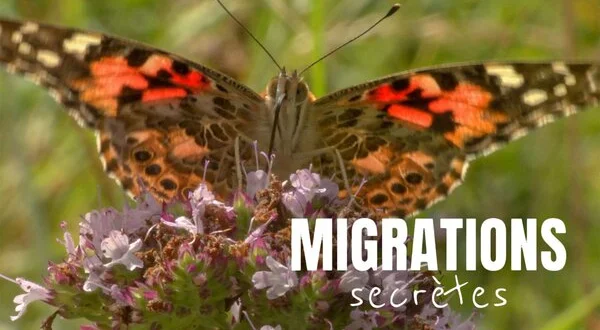 Migrations secrètes