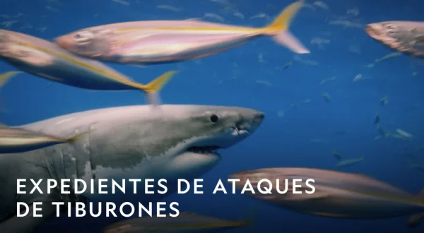 Ataques de tiburones: acceso exclusivo