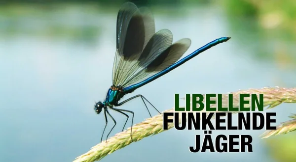 Libellen: Funkelnde Jäger