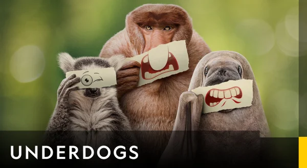 Underdogs