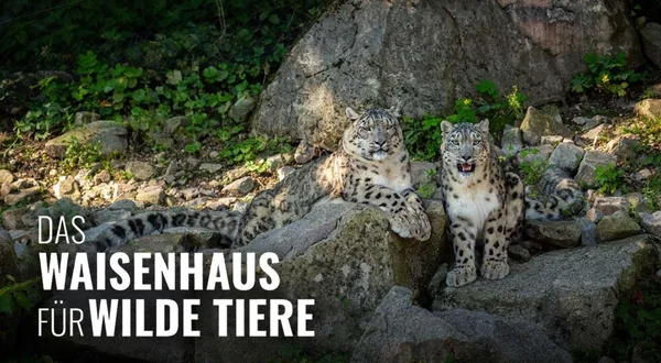 Das Waisenhaus für wilde Tiere