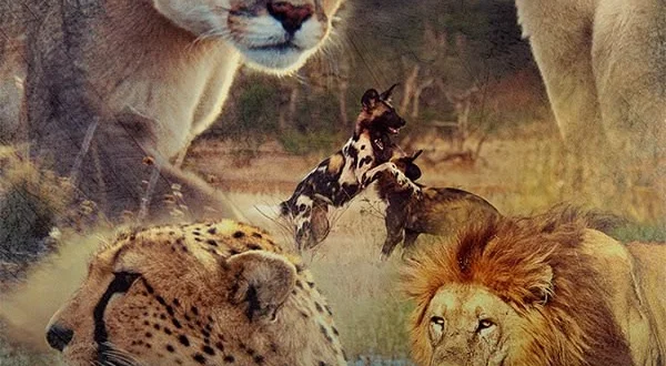 Predators
