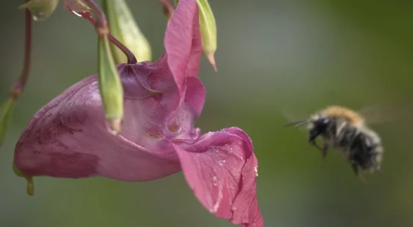 Globalisierung der Natur: Invasive Arten
