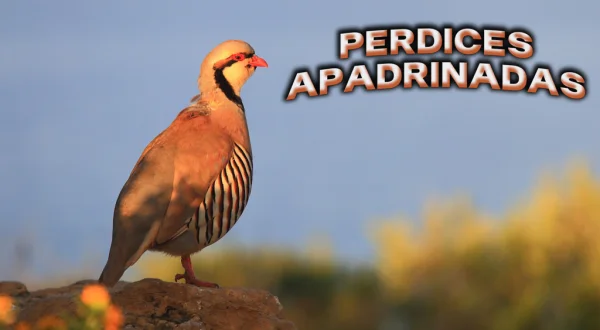 Perdices Apadrinadas