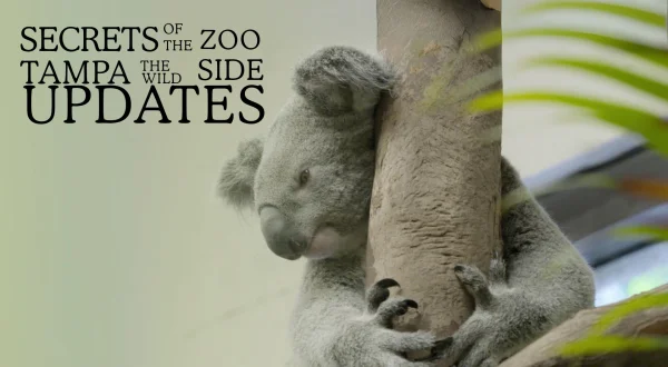 Secrets of the Zoo: Tampa the Wild Side Updates
