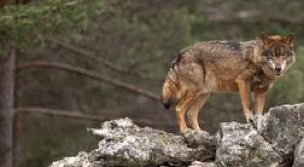 Le royaume sauvage d'Ibérie