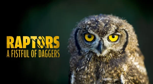 Rovfugler