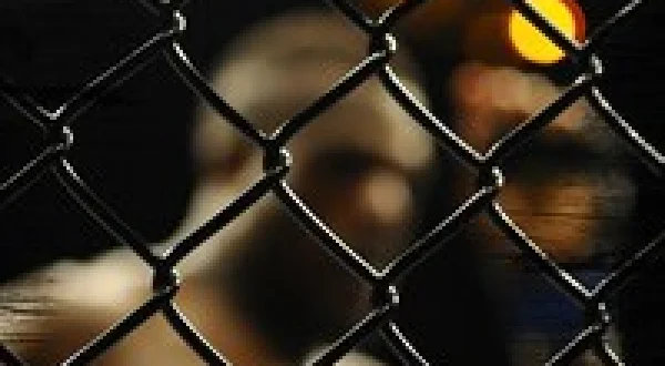 MMA