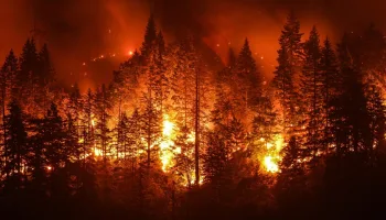Pyromanes, qui met le feu à nos fôrets ?