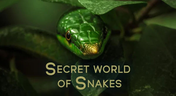 The Secret World of Snakes