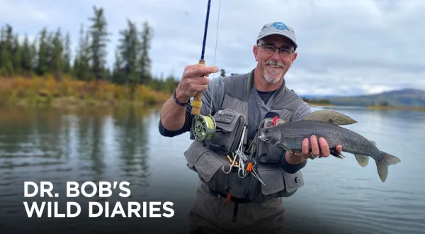 Dr. Bob's Wild Diaries