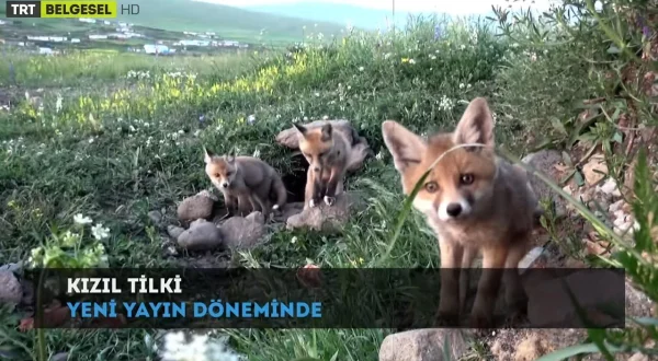 Kızıl Tilki