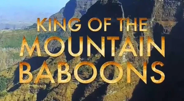 King of The Mountain Baboons