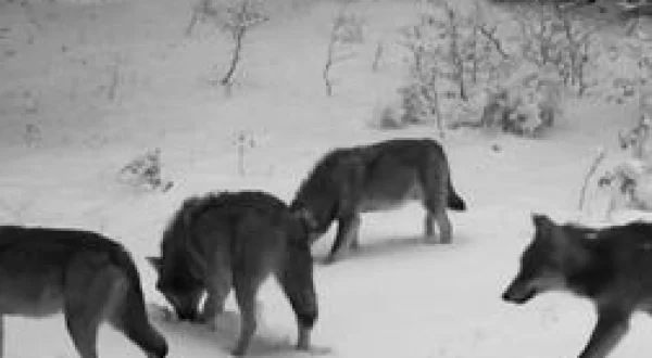 Remonter la piste du loup : une enquête scientifique