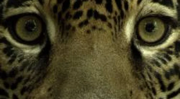 Jaguar: Guyana'nın Orman Ustası