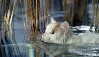 Katzen hautnah