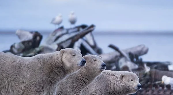 Wild Alaska