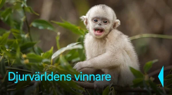 Djurvärldens vinnare