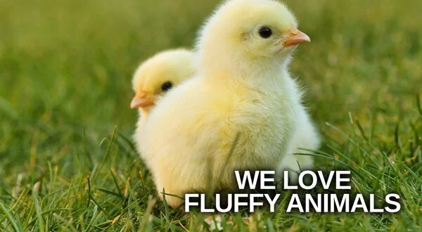 We Love Fluffy Animals