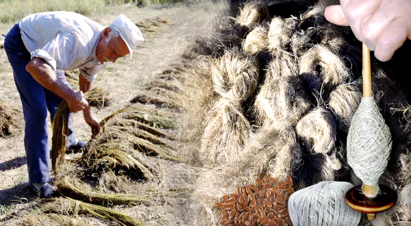 El lino. Cultivo, recolección de la planta y elaboración tradicional de prendas