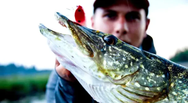 Topwater Pikes