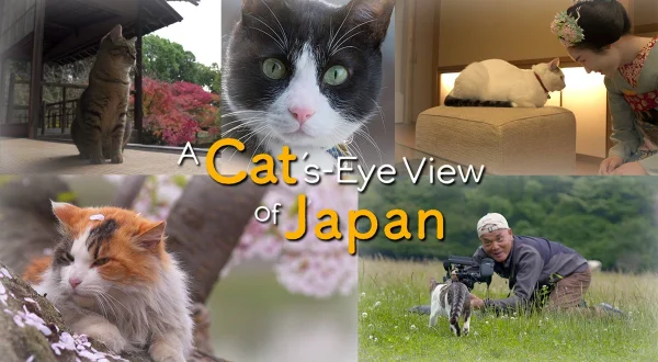 A Cat's-Eye View of Japan