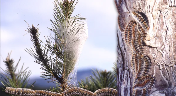La procesionaria del pino. Amenaza milenaria de estas orugas y su coexistencia con la naturaleza