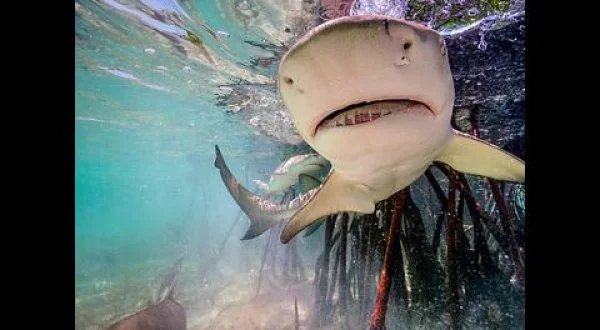 BBC超大作 パーフェクトプラネット：海(二)