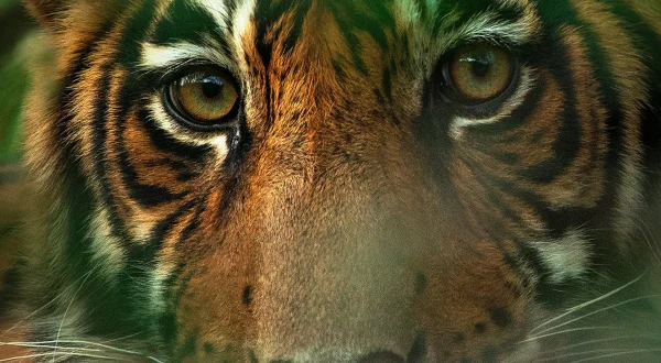 The Tracker's Diary: Tigers of Nepal