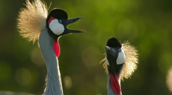 Secret Safari: Into the Wild