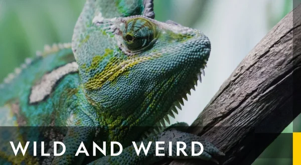 Asia's Weirdest