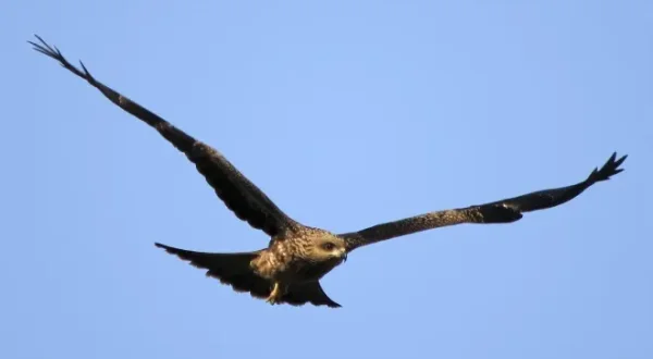Adler - Könige der Lüfte