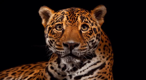 Ο Πλανήτης των Αιλουροειδών | Big Cat Planet