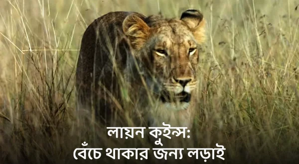 Lion Queens: Fighting For Survival