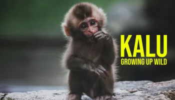 Kalu: Growing Up Wild