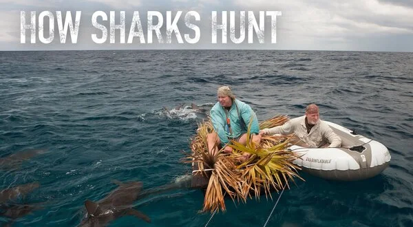 How Sharks Hunt