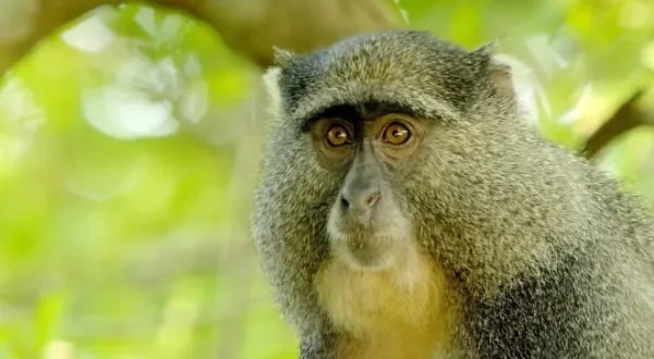 Africa's Wild Year