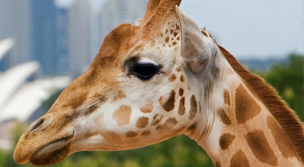 Inside Taronga Zoo