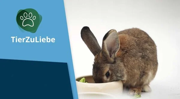 tierzuliebe