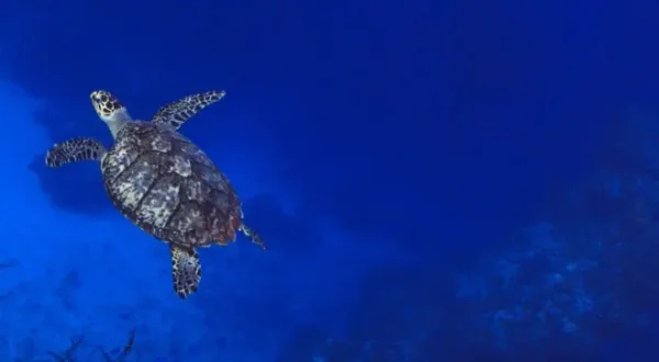 Au nom des tortues