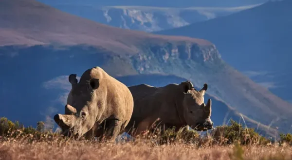 Au secours de la faune africaine