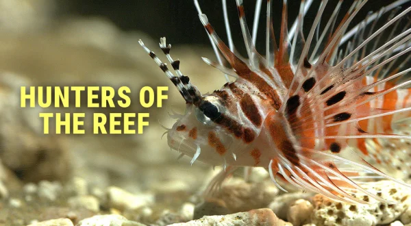 Hunters of the Reef