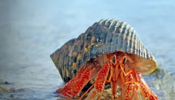 Oceani: Creature Bizzarre