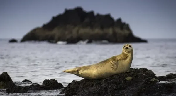Ireland's Wild Islands