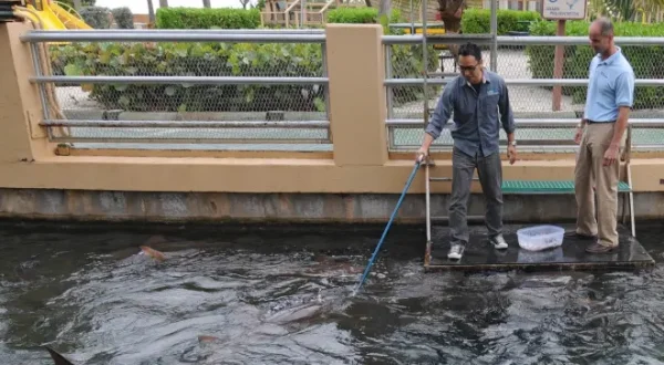 Fish Tank Kings - Gigantische Wasserwelten