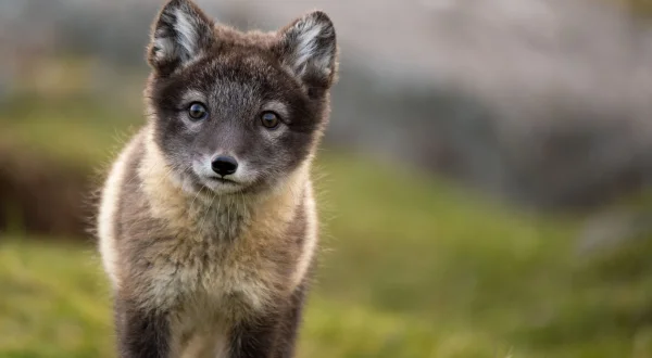 Unglaubliche Tierwanderungen