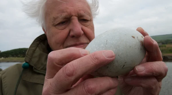 Mundo natural: Attenborough y la maravilla de los huevos de ave
