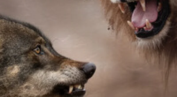 Wolves & Lions: Old Enemies