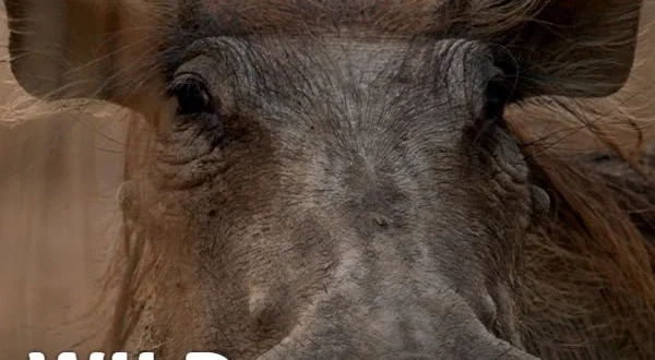 Wild Survivors - Zambia