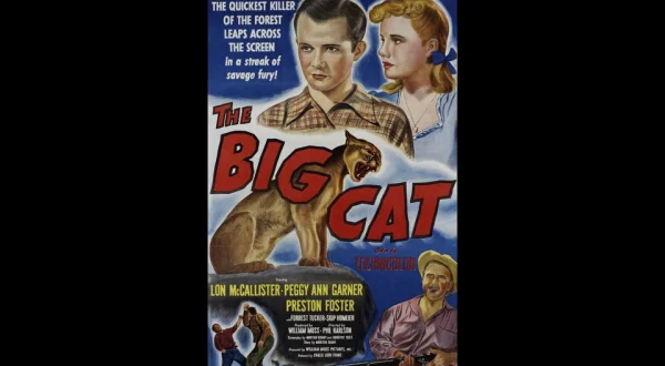 The Big Cat